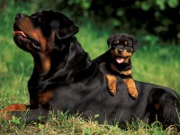 /album/fenykepgaleria/rottweiler2-jpg/