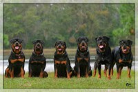 /album/fenykepgaleria/rottweiler-7-jpg/