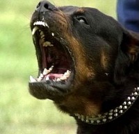 /album/fenykepgaleria/rottweiler8-jpg/