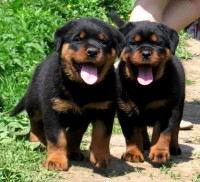 /album/fenykepgaleria/rot4-jpg/