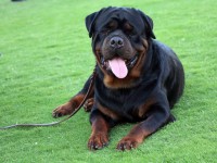 /album/fenykepgaleria/rot5-jpg/