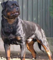 /album/fenykepgaleria/rot6-jpg/