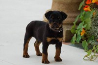 /album/fenykepgaleria/rot8-jpg/