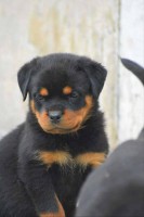 /album/fenykepgaleria/rot9-jpg/