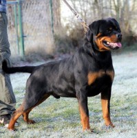 /album/fenykepgaleria/rot11-jpg/