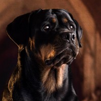 /album/fenykepgaleria/roti-jpg/