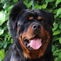 /album/fenykepgaleria/roti3-jpg/