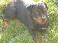 /album/fenykepgaleria/aida2014-jpg/