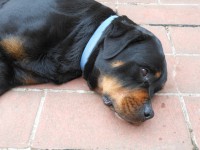 /album/fenykepgaleria/dscn3171-jpg/