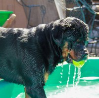 /album/fenykepgaleria/apollo-pool-time-jpg/